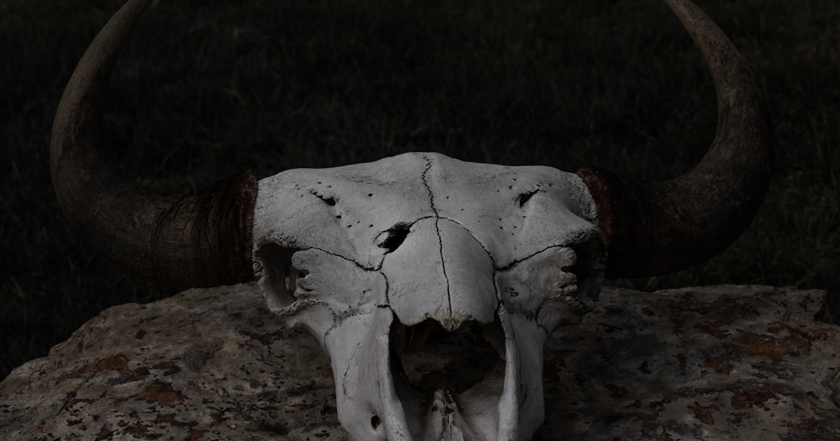 white and brown animal skull on rock
